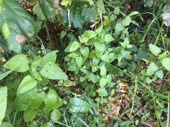 Conoclinium coelestinum