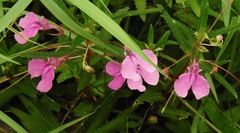 Impatiens chinensis
