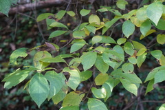 Lindera benzoin