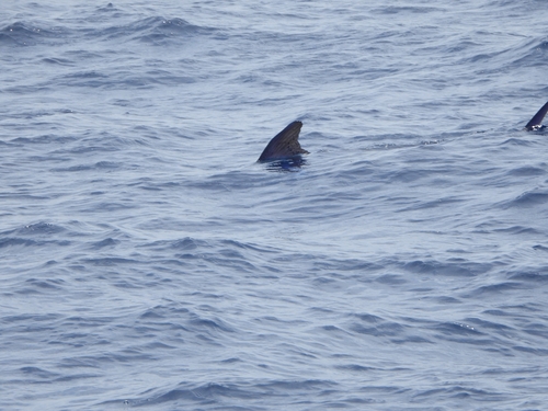 Atlantic white marlin (Kajikia albida) — Istiophoridae — 3