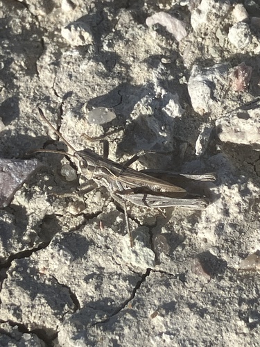 Club-horned Grasshopper