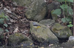 Motacilla cinerea