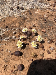 Dudleya brevifolia
