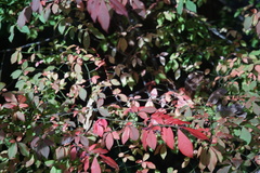 Euonymus alatus