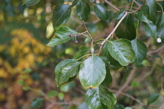Hedera