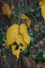 Toxicodendron radicans