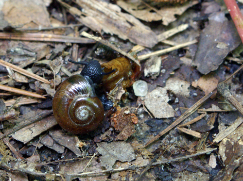 Copper Button Snail | Native Nature