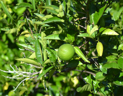 Citrus × latifolia