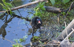 Gallinula chloropus
