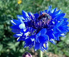 Trichodes leucopsideus