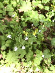 Ranunculus uncinatus