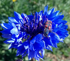 Trichodes leucopsideus