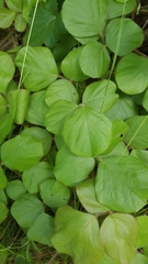 Desmodium rotundifolium