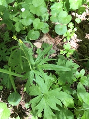 Ranunculus uncinatus