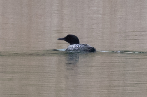 Common Loon