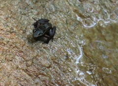 Caracas Collared Frog photo 5