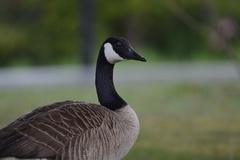 Branta canadensis