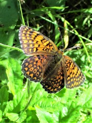 Melitaea arduinna
