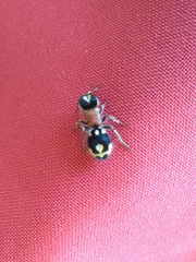 Ronisia barbarula