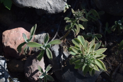 Echeveria coccinea