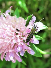 Oedemera pthysica