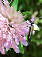 Oedemera pthysica
