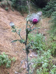 Cirsium occidentale occidentale