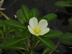 Ludwigia adscendens