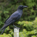 Corvus macrorhynchos connectens - Photo (c) Wich’yanan (Jay) Limparungpatthanakij, some rights reserved (CC BY), uploaded by Wich’yanan (Jay) Limparungpatthanakij