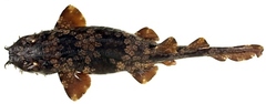 Floral Banded Wobbegong photo 3