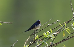 Hirundo rustica