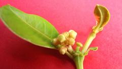 Eumachia chaenotricha