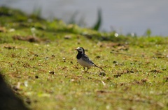 Motacilla alba