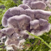 紫韌革菌 - Photo (c) Amadej Trnkoczy，保留部份權利CC BY-NC-SA