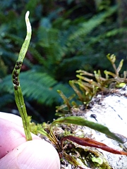 Notogrammitis angustifolia