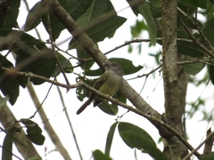 Oncostoma cinereigulare