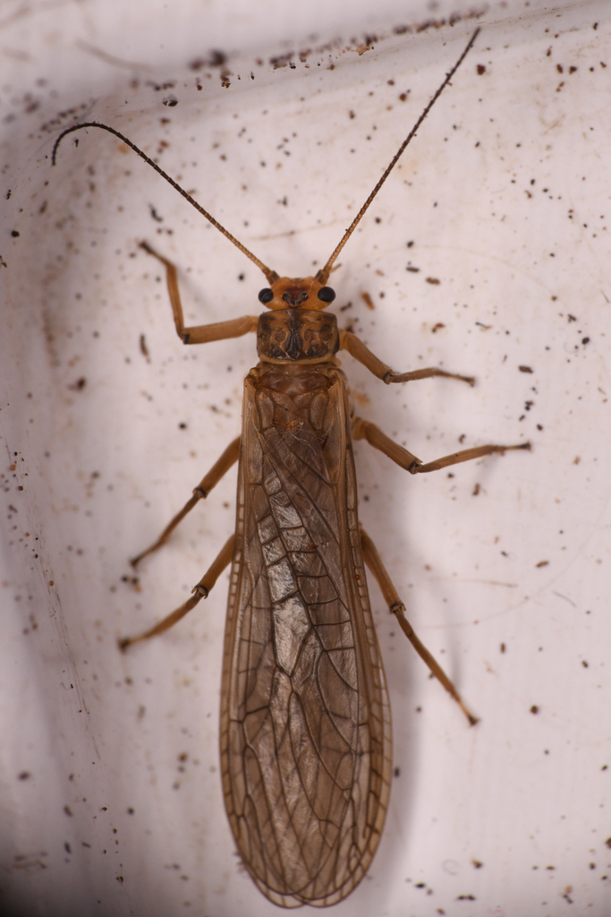 Soliperla thyra