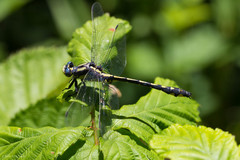 Phanogomphus kurilis