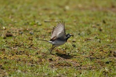 Motacilla alba