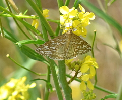 Evergestis frumentalis