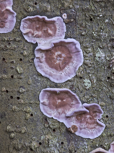 Silverleaf Fungus