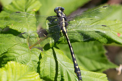 Phanogomphus kurilis