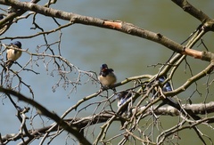 Hirundo rustica