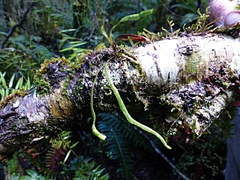 Notogrammitis angustifolia