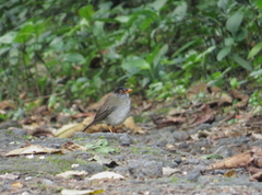 Catharus mexicanus