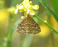 Evergestis frumentalis