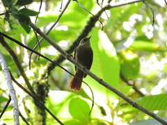 Anabacerthia variegaticeps