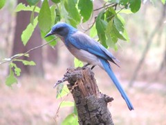Aphelocoma ultramarina