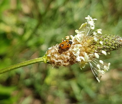 Deraeocoris punctum