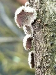 Schizophyllum commune